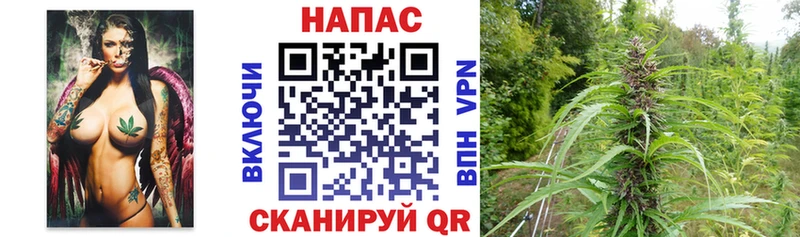 Бошки марихуана планчик  Гай 